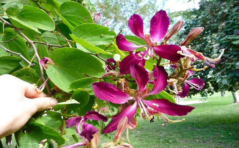 Hình ảnh gợi ý trồng hoa ban đỏ bằng gieo hạt và giâm cành cho người mới bắt đầu
