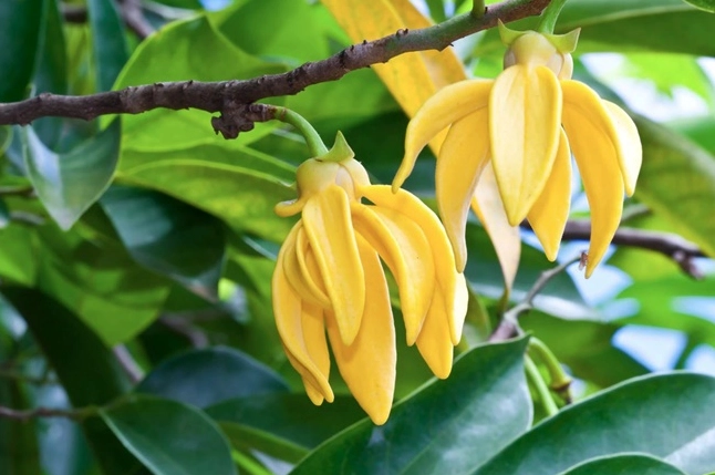 Hình ảnh gợi ý ý nghĩa phong thủy và cách trồng chăm sóc Cây Hoàng Lan trong không gian sống