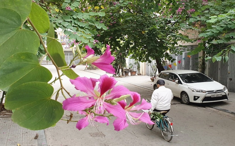 Hình ảnh hoa ban đỏ gắn với công dụng dân gian và nét đẹp gần gũi trong đời sống