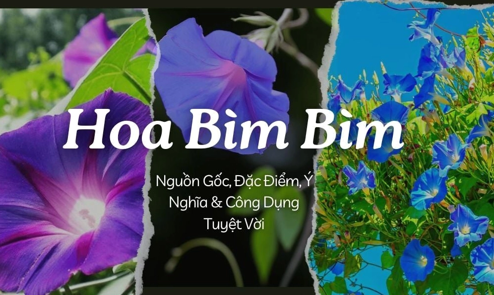 Hình ảnh Hoa bìm bìm đang leo phủ nhẹ trên giàn, hoa nở nổi bật giữa tán lá xanh tươi