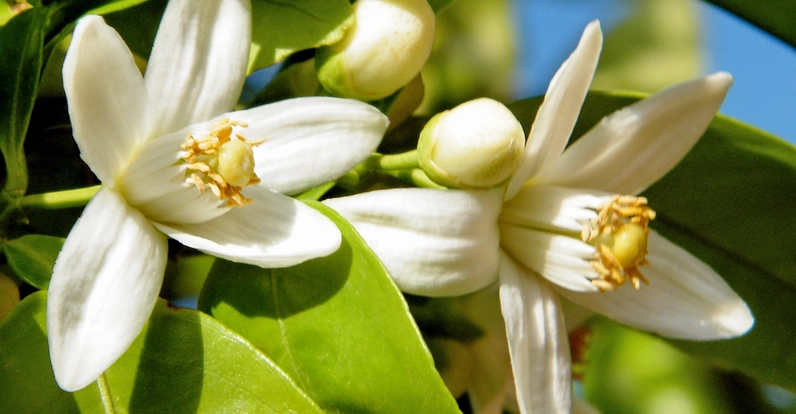 Hình ảnh Hoa bưởi được giới thiệu như một loài hoa giàu giá trị trong đời sống, vừa đẹp vừa gắn bó với sinh hoạt truyền thống