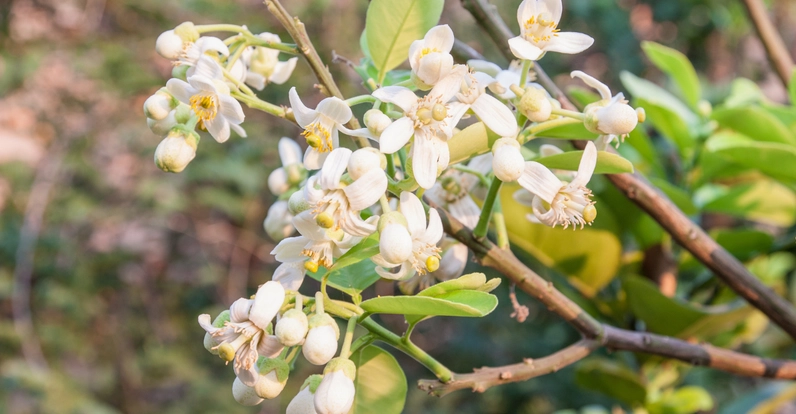 Hình ảnh Hoa bưởi trong đời sống gợi nhắc đến hương thơm thanh sạch và sự thân thuộc trong văn hóa gia đình Việt
