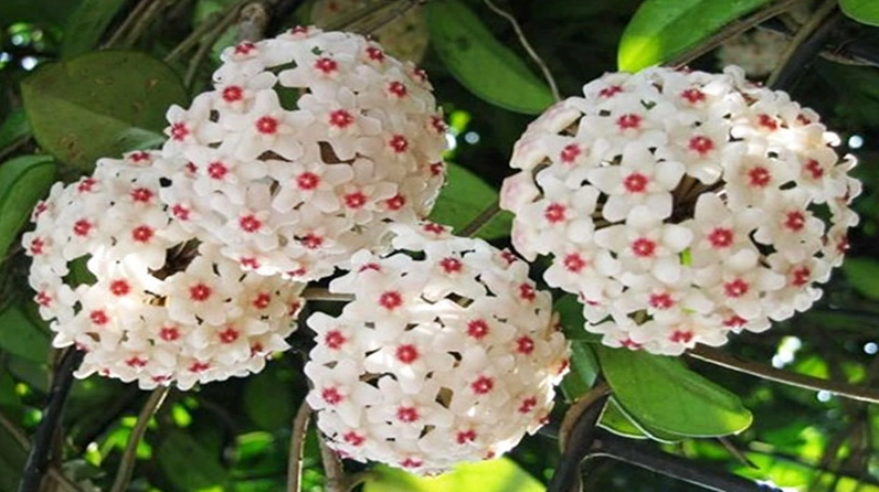 Hình ảnh Hoa cẩm cù thương phẩm với chậu cây gọn gàng, thích hợp cho người muốn sưu tầm hoặc trồng trang trí ban công