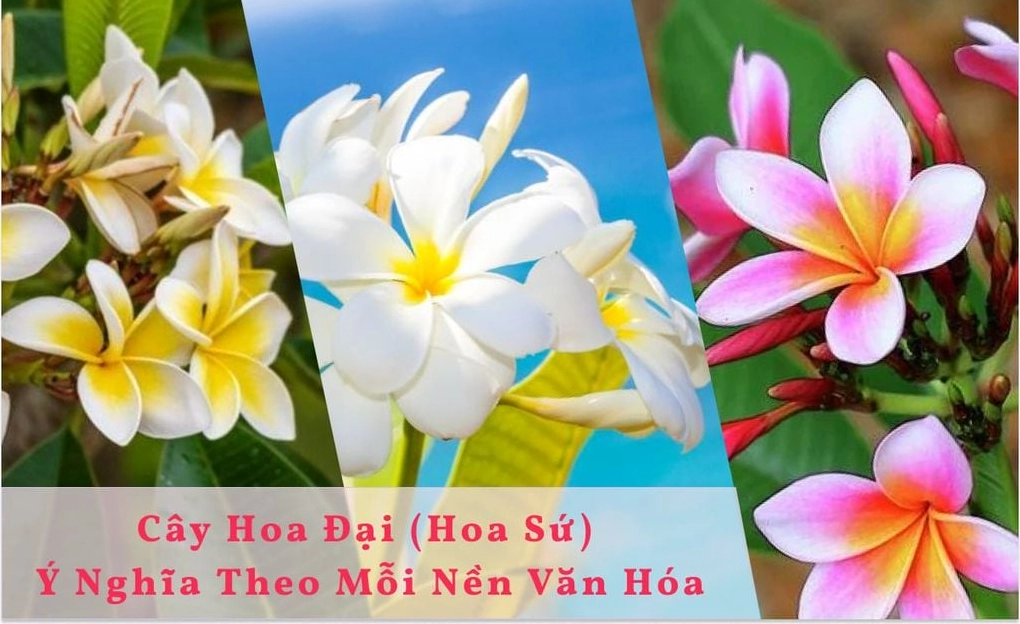 Hình ảnh Hoa Đại Hoa Sứ gợi mở những tầng ý nghĩa văn hóa và vẻ đẹp biểu tượng