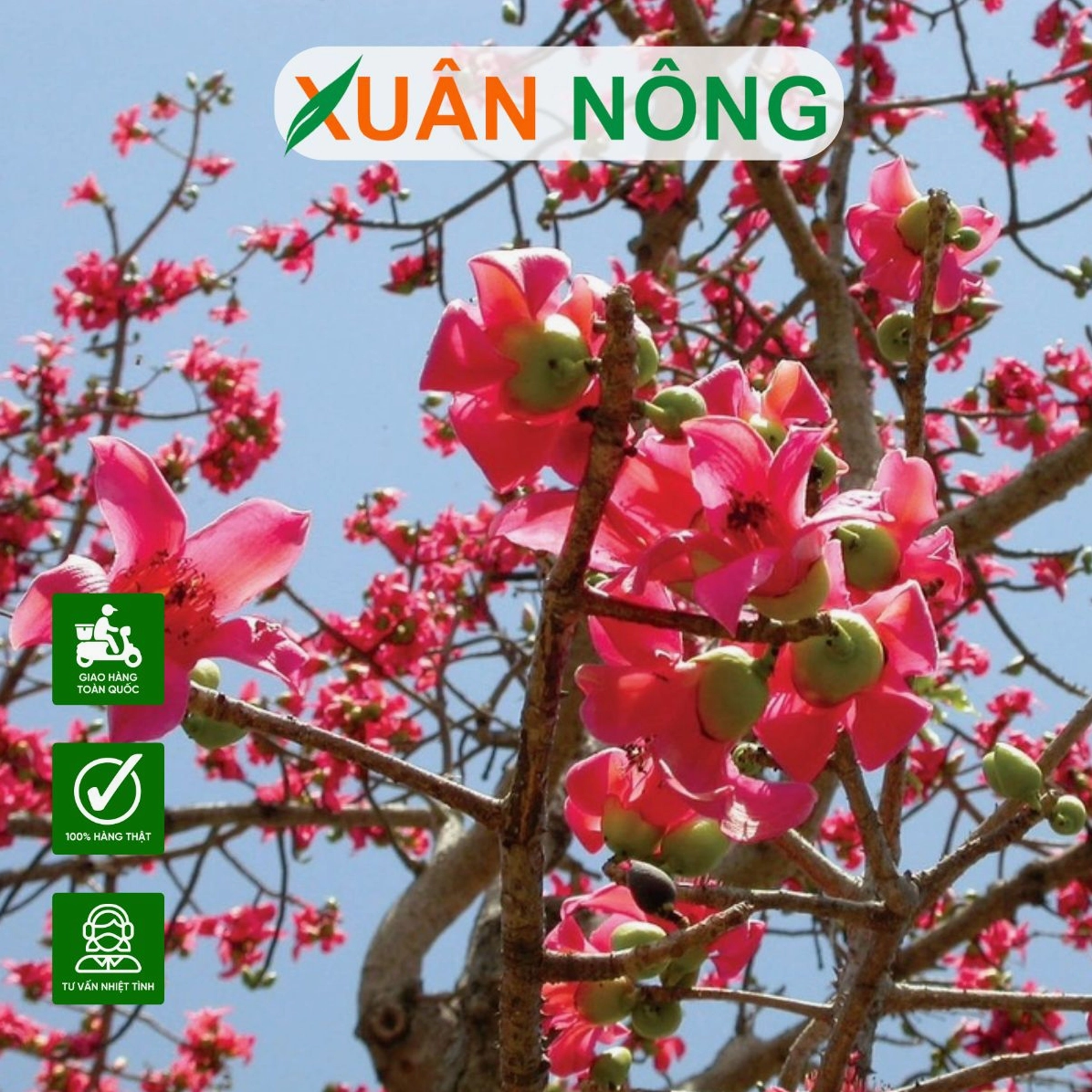 Hình ảnh Hoa Gạo khoe sắc rực rỡ đặc trưng của mùa xuân cuối vụ