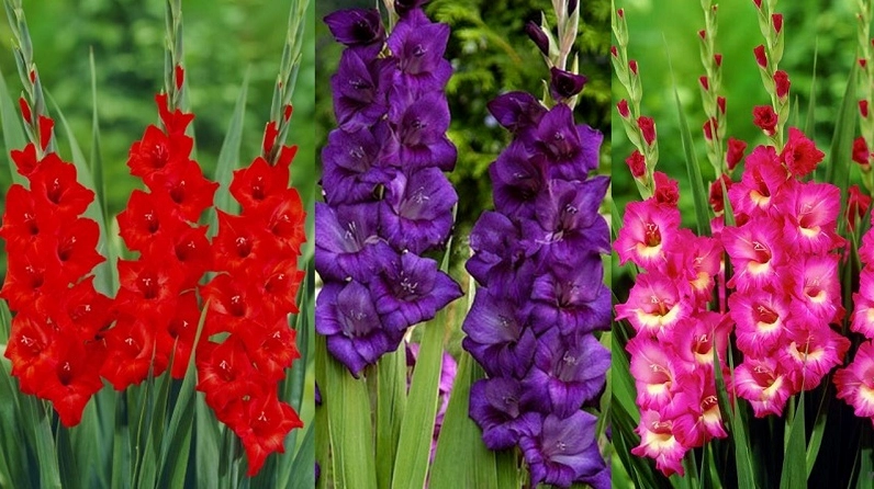 Hình ảnh Hoa Lay Ơn được bày bán với nhiều bó hoa tươi, giúp người xem dễ hình dung khi chọn mua