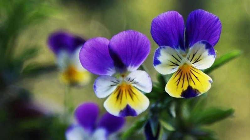 Hình ảnh Hoa Pansy gợi ý nghĩa nhớ thương và vẻ đẹp tinh tế trong không gian yên bình