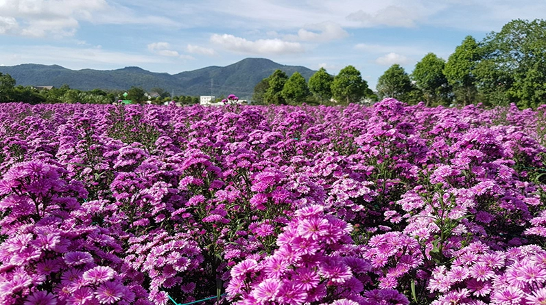 Hình ảnh Hoa Thạch Thảo gắn với những tầng ý nghĩa văn hóa ở nhiều nơi trên thế giới