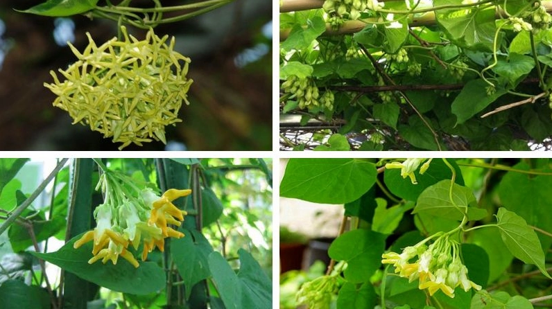 Hình ảnh Hoa thiên lý gắn với công dụng dân dã trong bữa ăn và đời sống gia đình Việt
