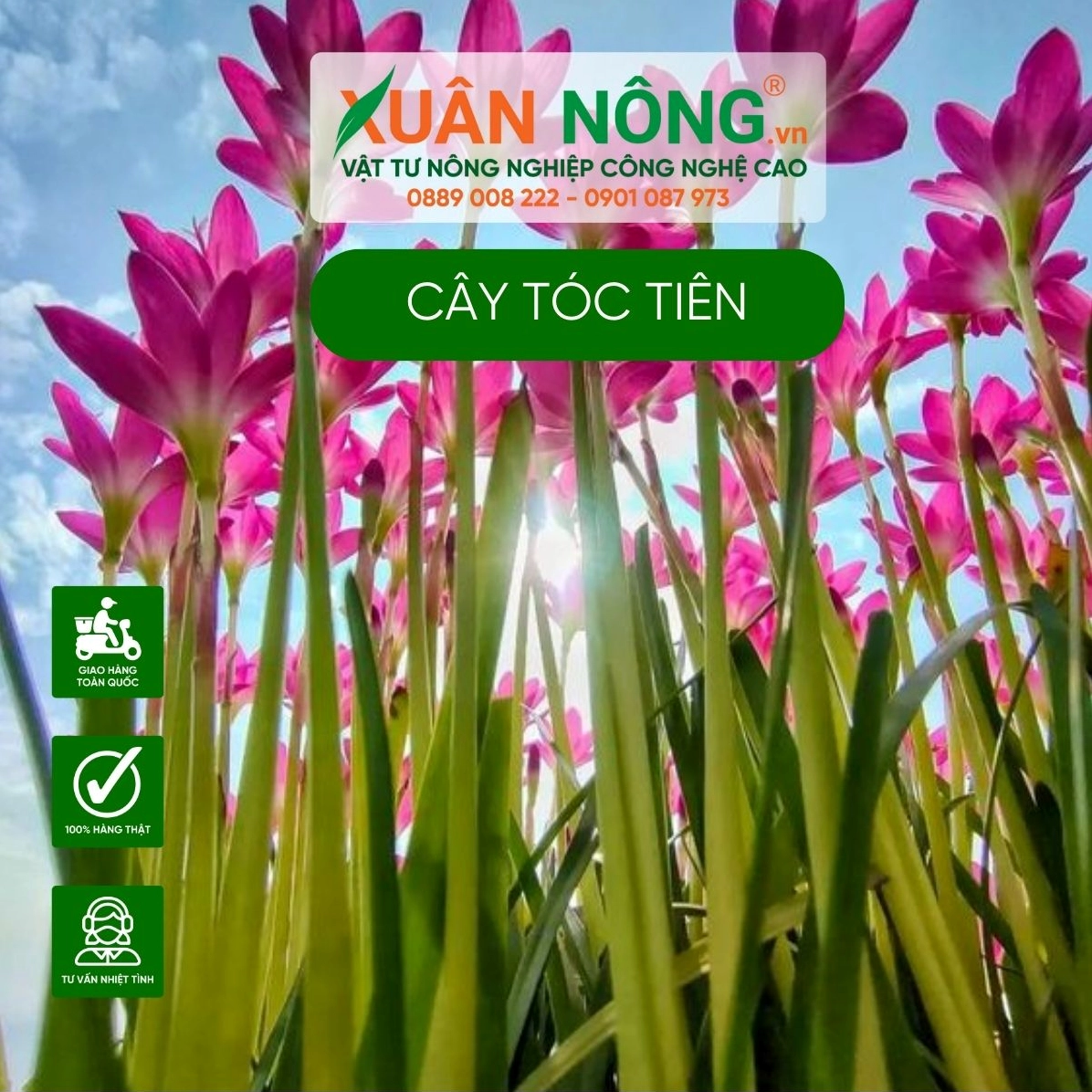 Hình ảnh Hoa tóc tiên gợi mở ý nghĩa phong thủy về may mắn, sự gắn bó và năng lượng dịu lành