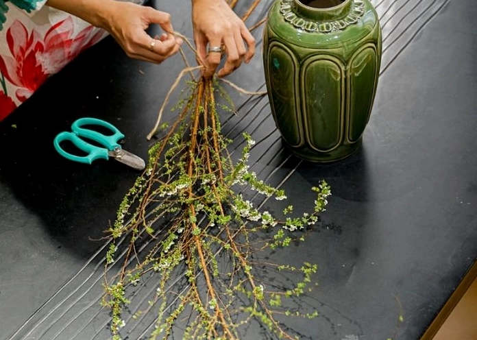 Hình ảnh Hoa Tuyết Mai mang ý nghĩa may mắn với cành hoa mềm và những nụ nhỏ chen dày