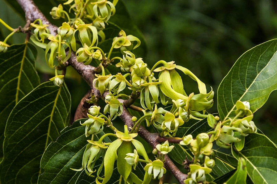 Hình ảnh hoa ylang ylang với cánh dài mềm và tán lá xanh phù hợp tham khảo khi trồng chăm sóc