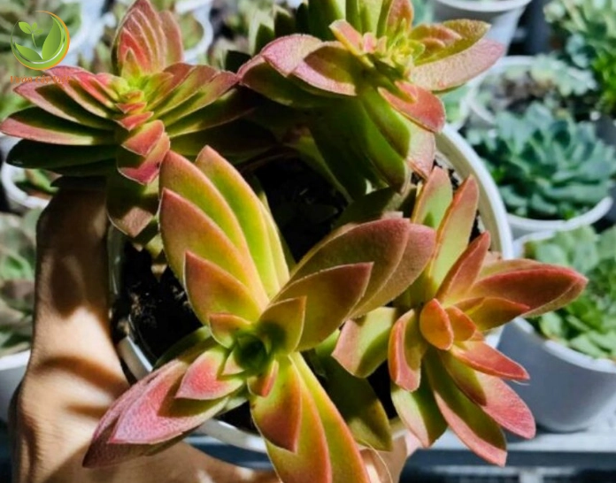 Hình ảnh hướng dẫn cách chăm sóc Sen Đá Tứ Phương để cây xanh khỏe