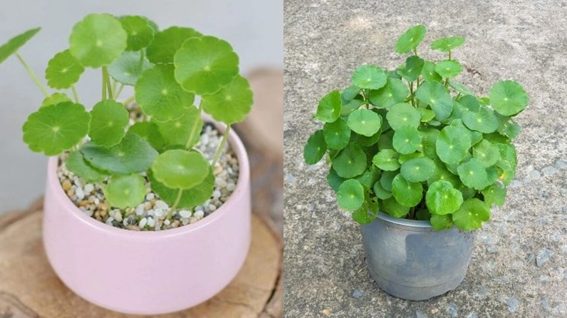 Hình ảnh hướng dẫn cách trồng cây cỏ đồng tiền tại nhà với thao tác đơn giản và dễ làm