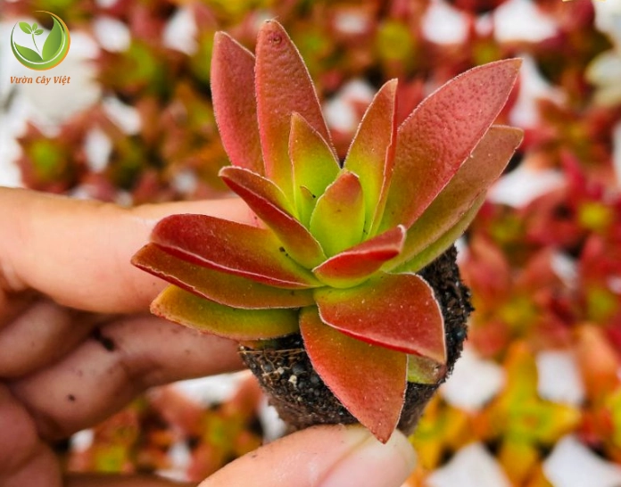 Hình ảnh hướng dẫn cách trồng Sen Đá Tứ Phương đơn giản cho người mới
