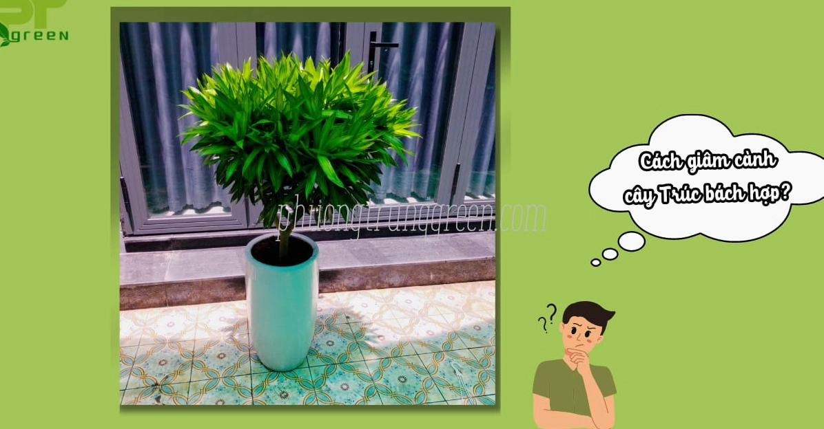 Hình ảnh hướng dẫn giâm cành Cây Trúc Bách Hợp với thao tác nhân giống đơn giản và gần gũi