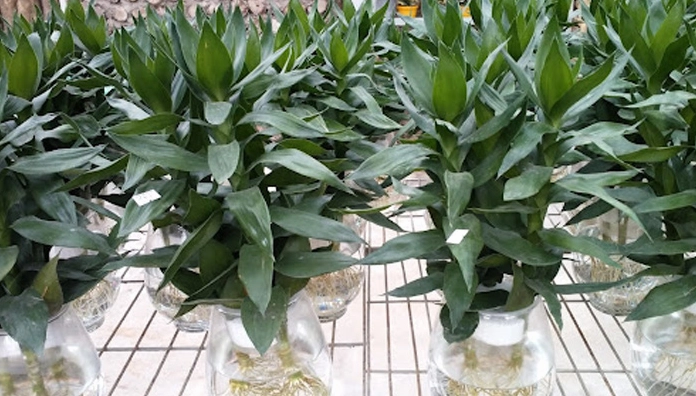 Hình ảnh hướng dẫn trồng Cây Phát Tài Búp Sen thủy canh với bố cục rõ ràng và xanh mát