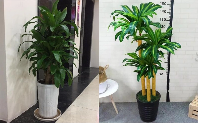 Hình ảnh hướng dẫn trồng cây Thiết Mộc Lan tại nhà trong chậu cảnh