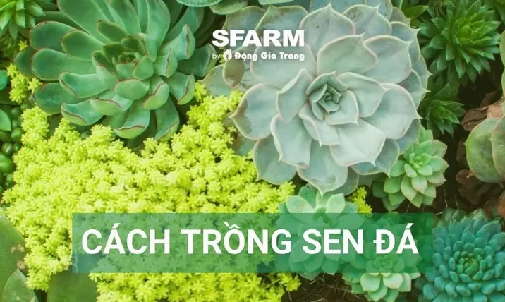 Hình ảnh hướng dẫn trồng và chăm sóc Sen Đá Hồng Phấn với dáng cây mọng nước khỏe khoắn