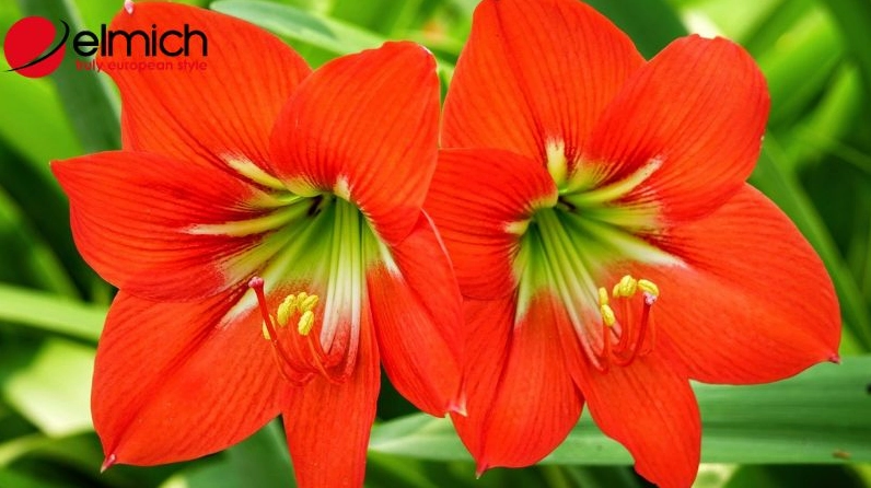 Hình ảnh làm rõ các đặc điểm dễ nhận biết của Hoa loa kèn như cánh hoa cong mềm, nhụy dài và thân vươn thẳng