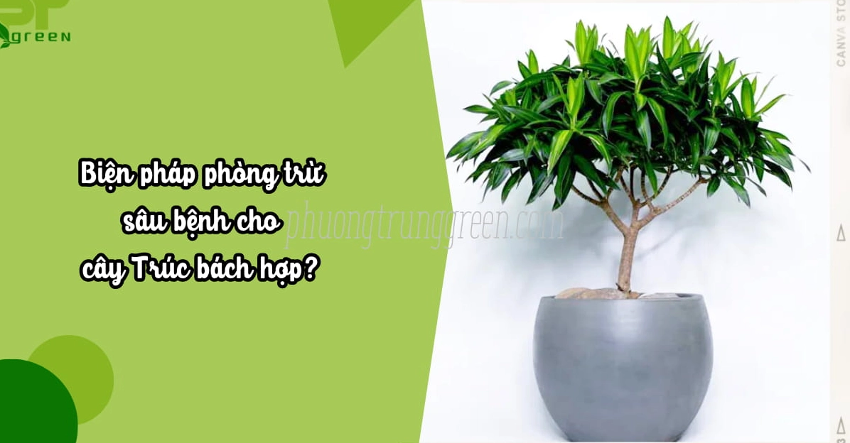 Hình ảnh liên quan đến biện pháp phòng trừ sâu bệnh cho Cây Trúc Bách Hợp nhằm giữ lá luôn xanh khỏe