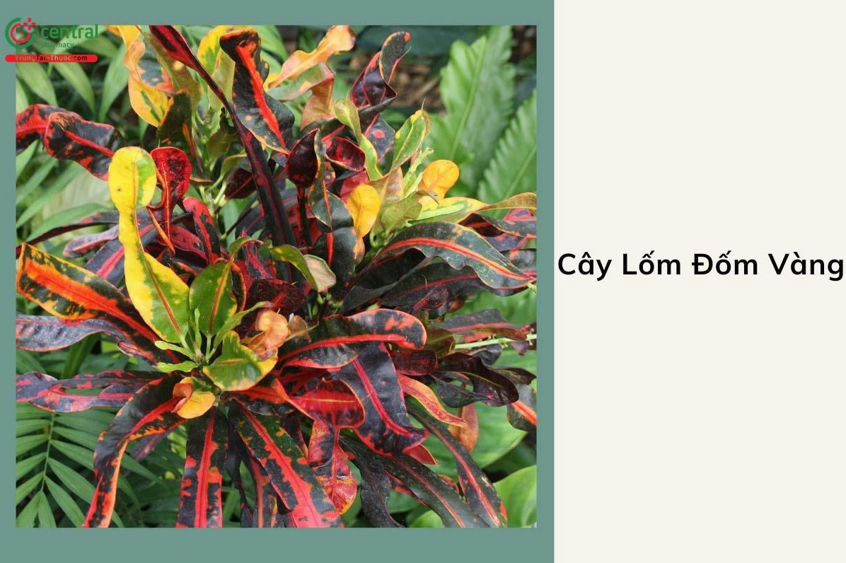 Hình ảnh Lốm Đốm Vàng hay Cô Tòng Lá Đốm Codiaeum variegatum với sắc lá loang đầy cuốn hút