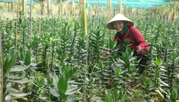 Hình ảnh lưu ý chăm sóc Cây Phát Tài Búp Sen với các chi tiết gợi nhắc cách giữ cây xanh khỏe