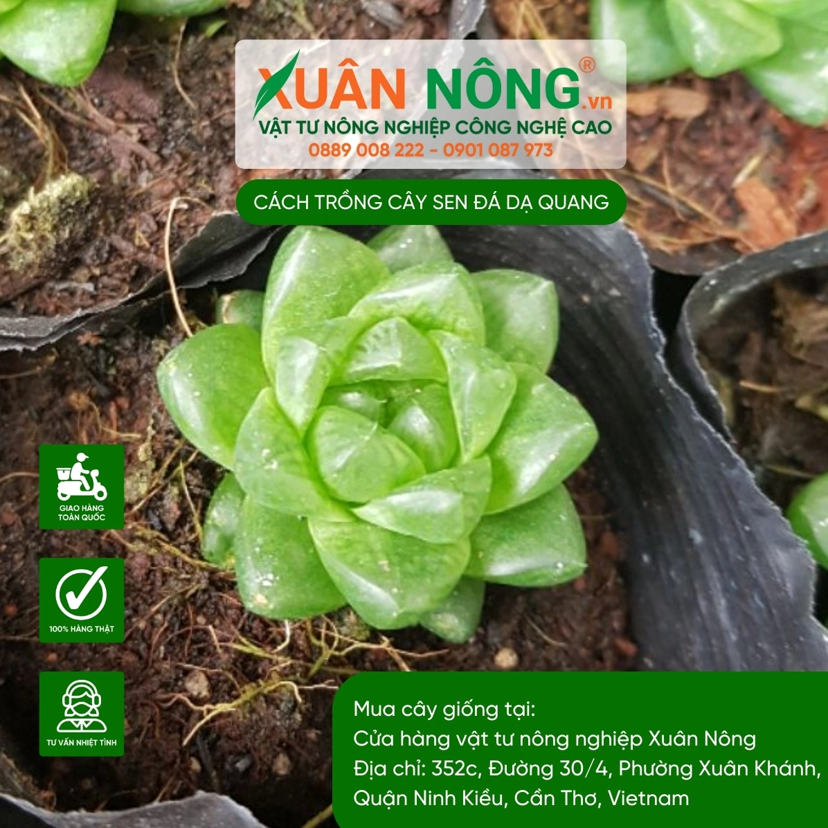 Hình ảnh minh họa bệnh hại trên Sen Đá Dạ Quang cần quan sát khi chăm sóc