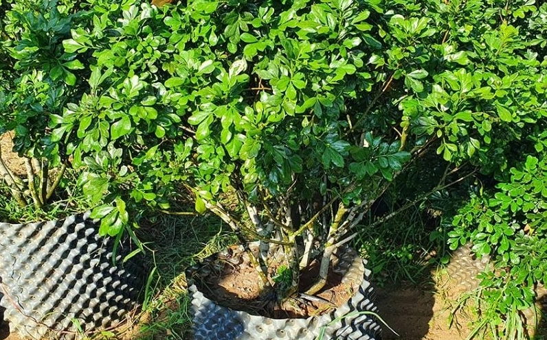 Hình ảnh minh họa các bước trồng cây ngâu từ khâu chuẩn bị đến đặt cây vào đất