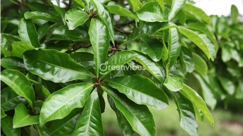 Hình ảnh minh họa các dạng Cây Lộc Vừng thường gặp trong sân vườn và công trình