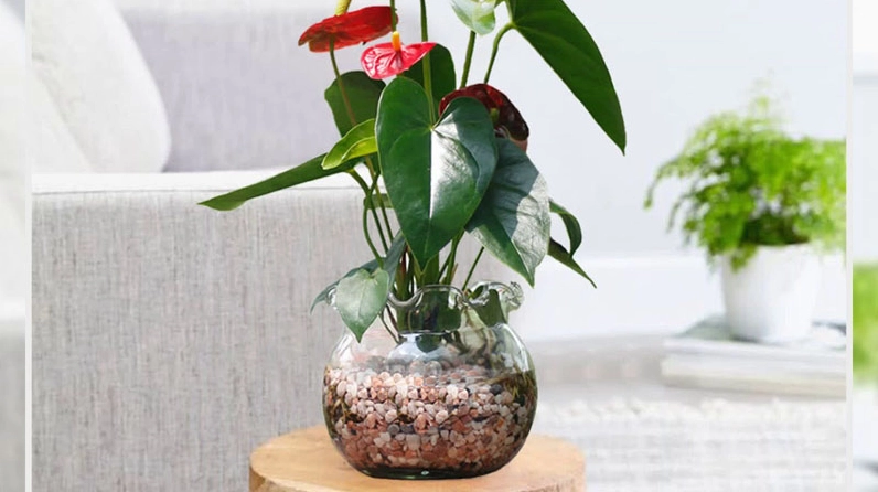 Hình ảnh minh họa cách chăm sóc cây hồng môn để lá xanh và hoa đỏ luôn bền màu
