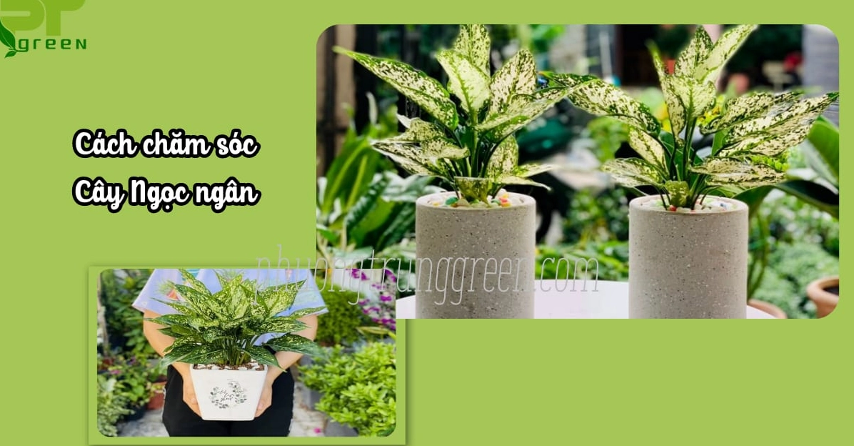 Hình ảnh minh họa cách chăm sóc Cây Ngọc Ngân với tán lá khỏe mạnh và màu sắc tươi sáng