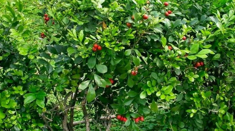 Hình ảnh minh họa cách chăm sóc cây Nguyệt Quế với tán lá xanh khỏe, cho thấy cây được cắt tỉa và dưỡng đúng cách