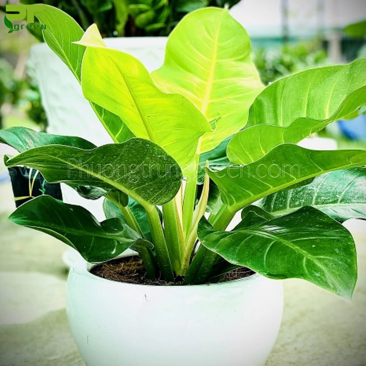 Hình ảnh minh họa cách chăm sóc cây trầu bà đế vương với chậu cây xanh khỏe và lá được giữ sạch bóng