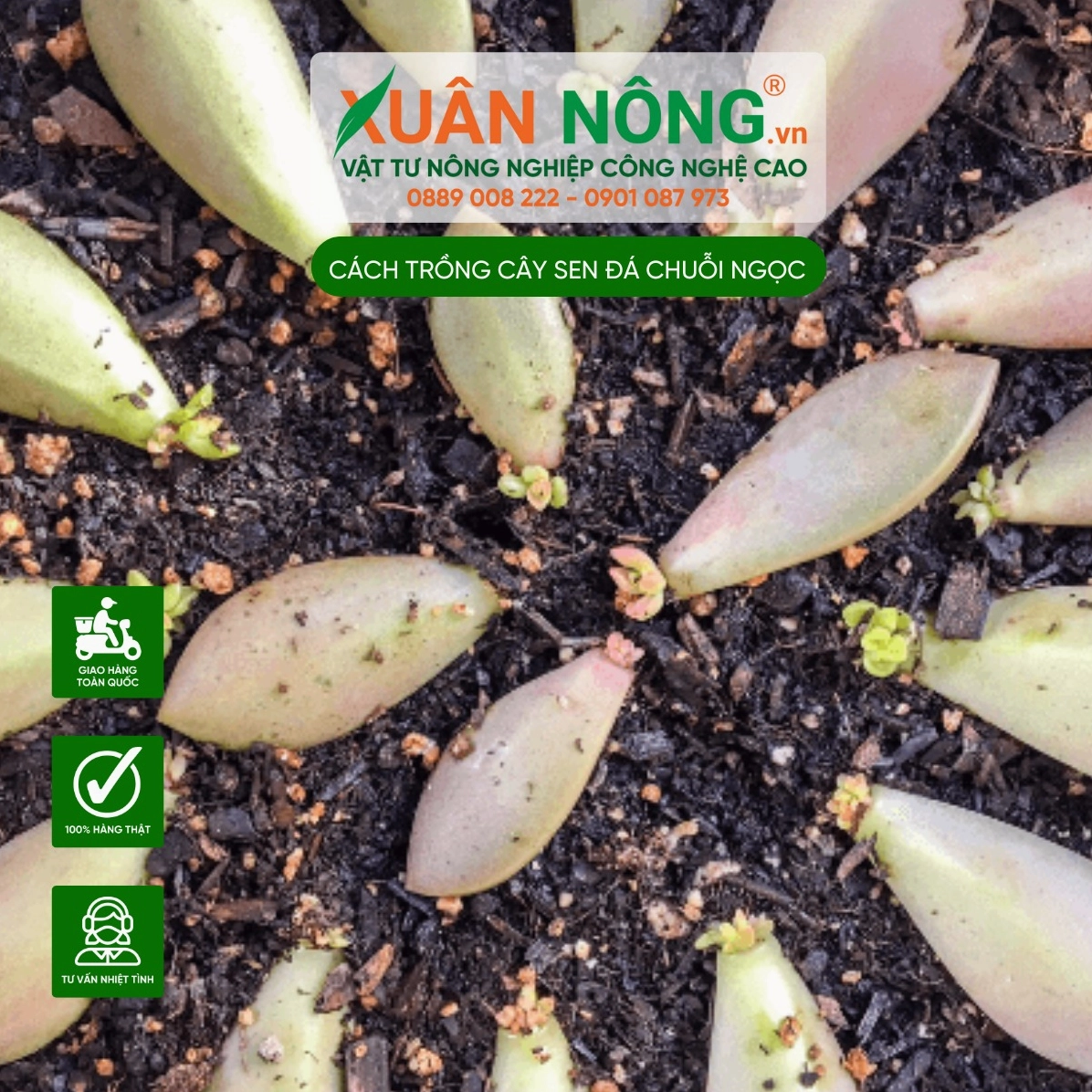 Hình ảnh minh họa cách nhân giống Sen đá chuỗi ngọc bằng lá hoặc đoạn thân khỏe