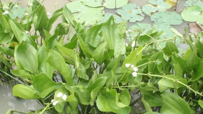 Hình ảnh minh họa cách trồng Cây Bách Thủy Tiên tại nhà trong chậu phù hợp và nền ẩm