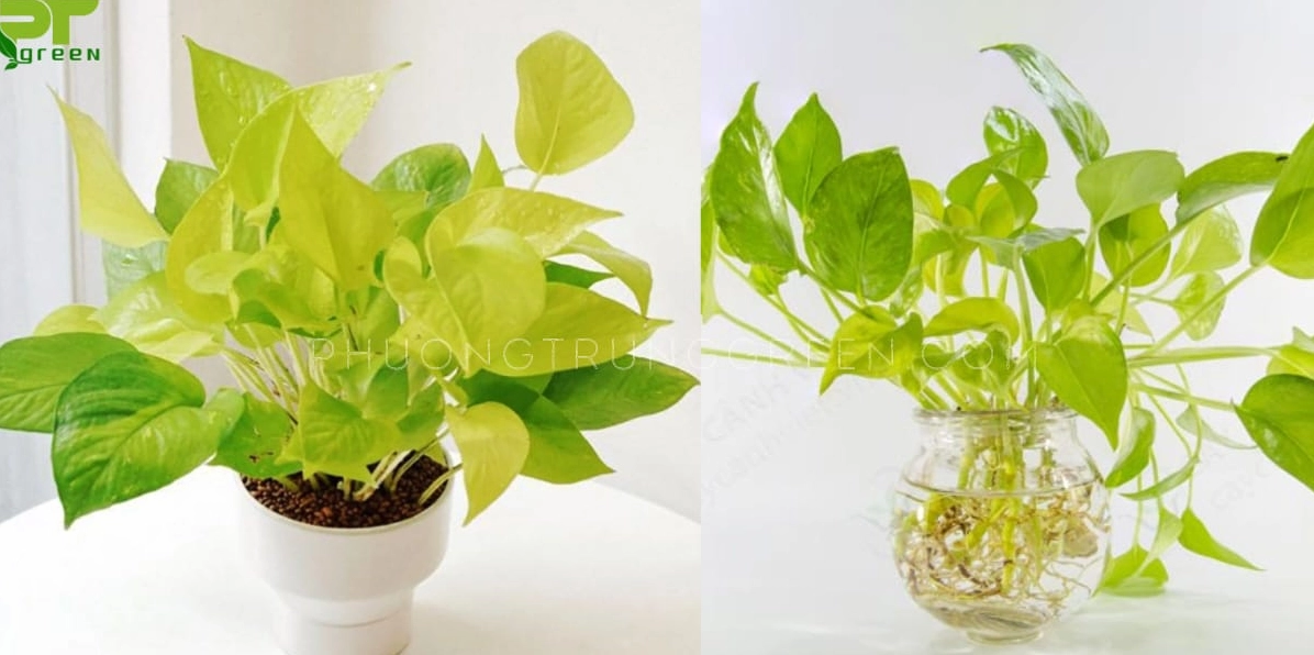 Hình ảnh minh họa cách trồng Cây Trầu Bà Vàng trong chậu đất và thủy sinh với dáng cây tươi khỏe