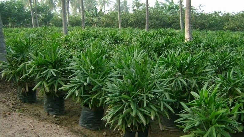 Hình ảnh minh họa cách trồng Cây Trúc Mây với chậu và giá thể phù hợp