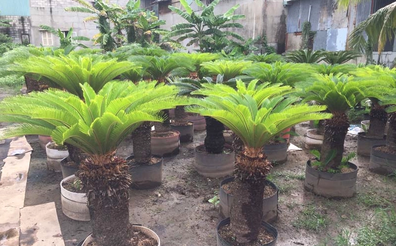 Hình ảnh minh họa cách trồng Cây Vạn Tuế để cây phát triển xanh tốt