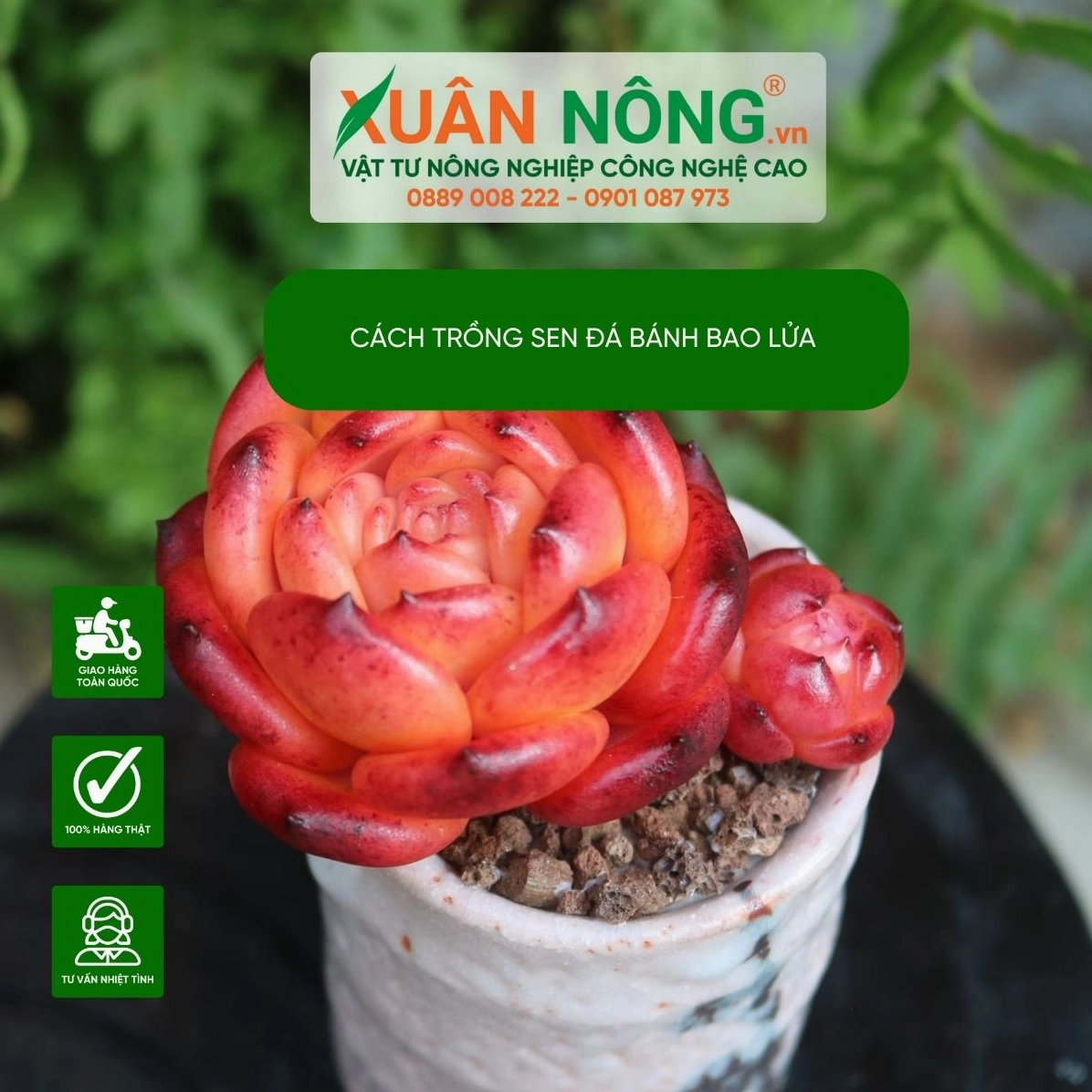 Hình ảnh minh họa cách trồng sen đá bánh bao lửa với cây khỏe, lá mọng và bố cục chậu gọn gàng