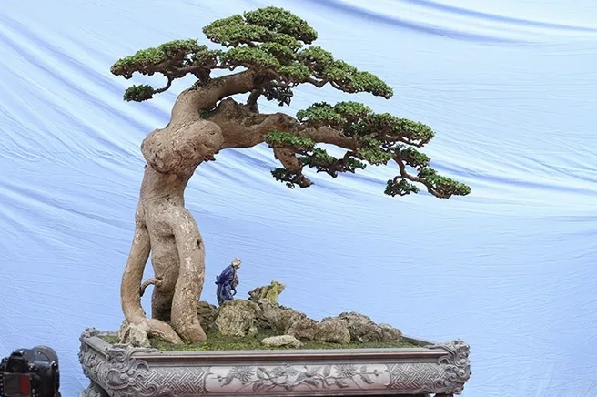 Hình ảnh minh họa cách trồng và chăm sóc Cây Duối cảnh để cây khỏe và giữ dáng đẹp