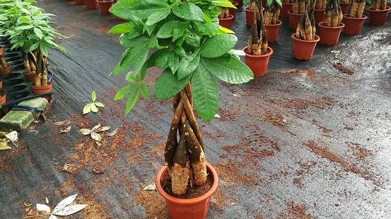 Hình ảnh minh họa cách trồng và chăm sóc cây Kim Ngân để lá luôn xanh khỏe