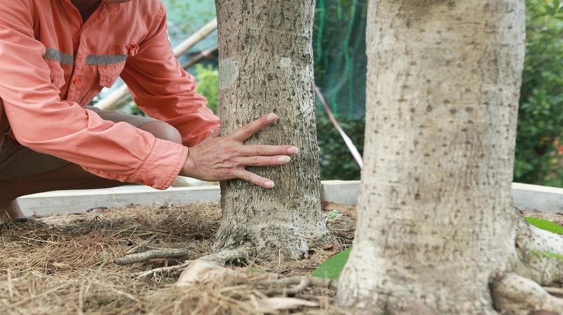 Hình ảnh minh họa cách trồng và chăm sóc cây mộc hương với các bước cơ bản để cây phát triển khỏe mạnh