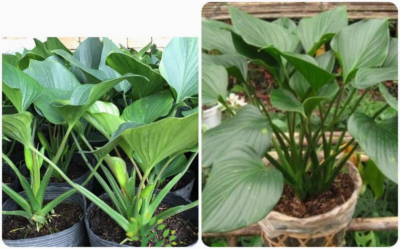 Hình ảnh minh họa Cây Thanh Tâm có thể trồng trong đất hoặc thủy canh với sắc lá xanh sáng và dáng thanh gọn