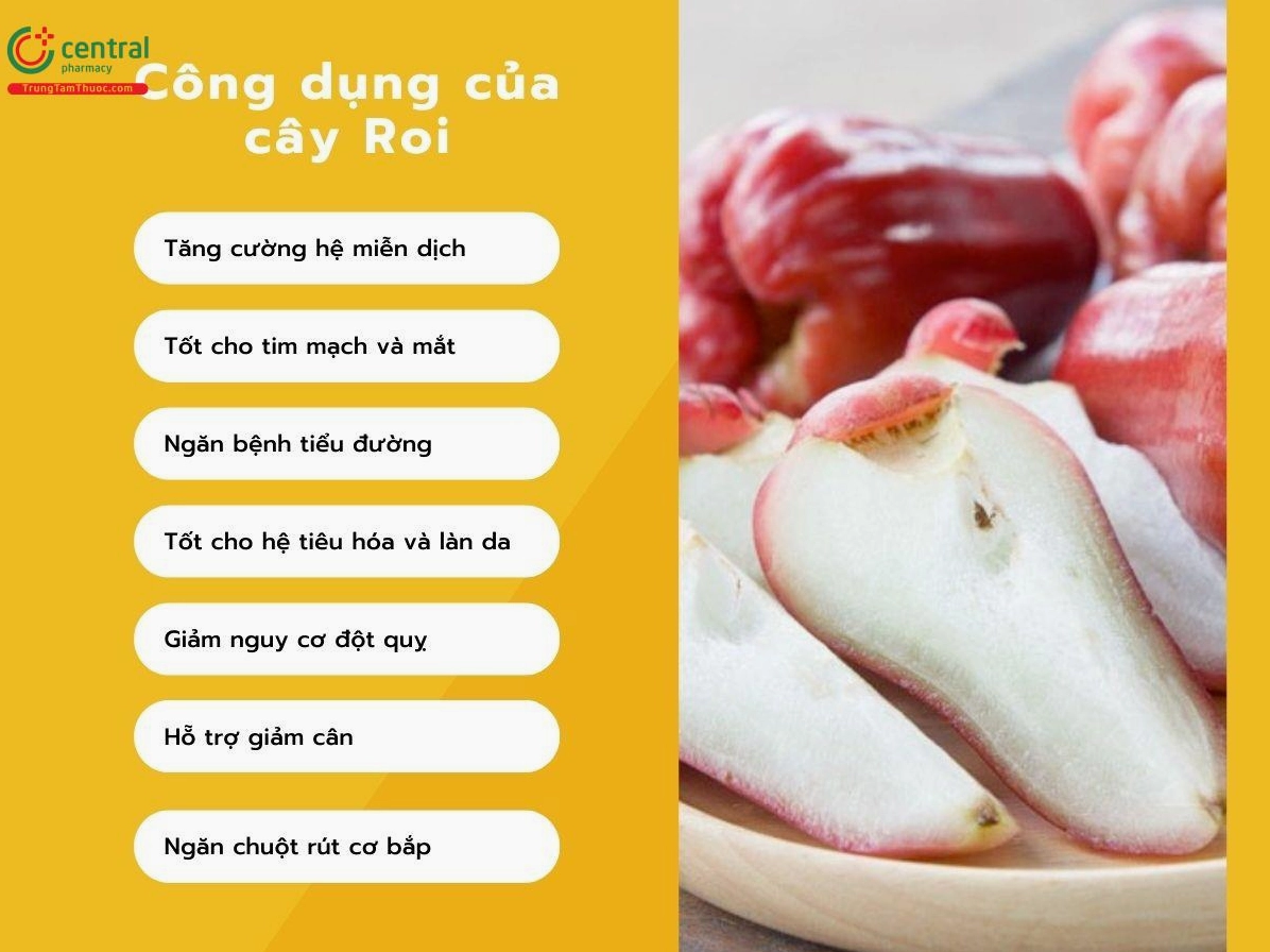 Hình ảnh minh họa công dụng của Cây Roi với lá xanh và quả mọng giàu sức sống