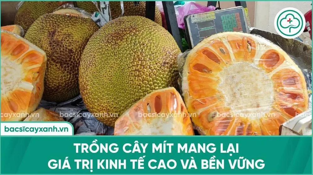 Hình ảnh minh họa hiệu quả kinh tế của Cây Mít với vườn cây xanh và giá trị thu hoạch