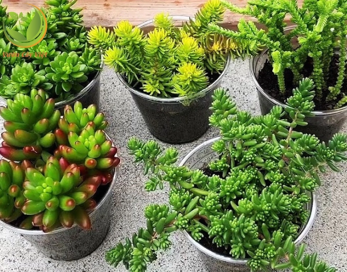 Hình ảnh minh họa nguồn gốc sen đá sedum với dáng lá mọng và sức sống bền bỉ