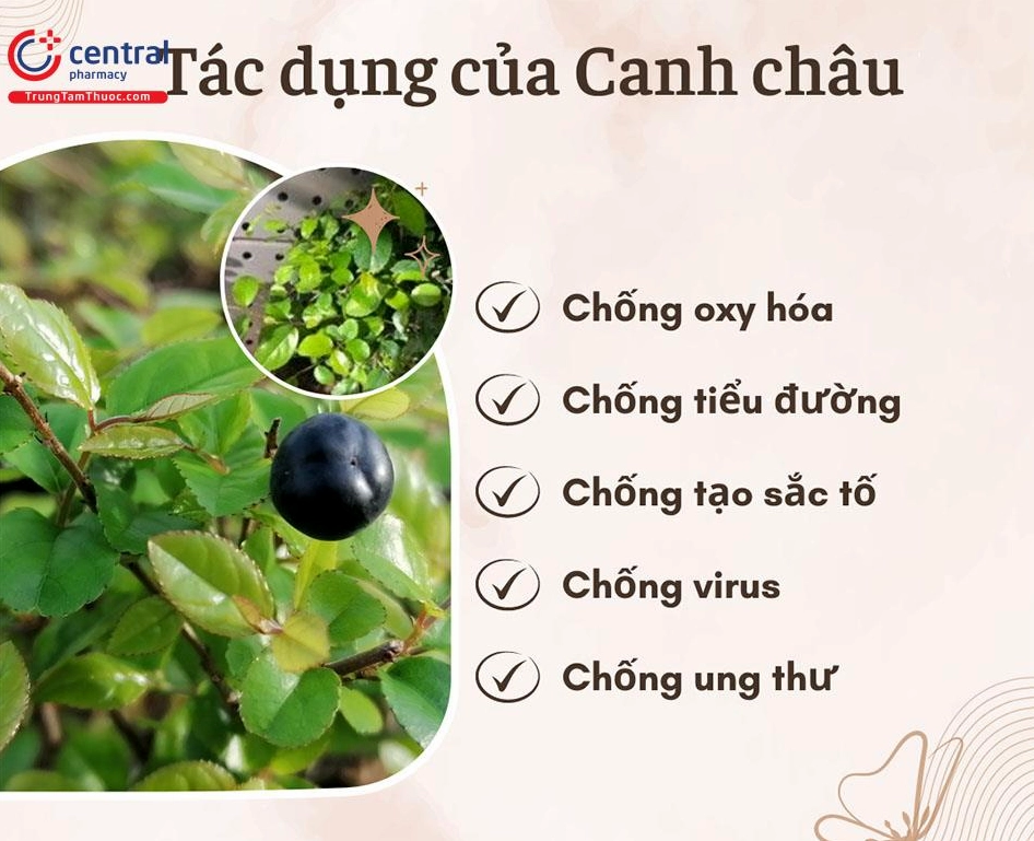 Hình ảnh minh họa tác dụng của Canh châu với sắc xanh lá cây dịu mắt