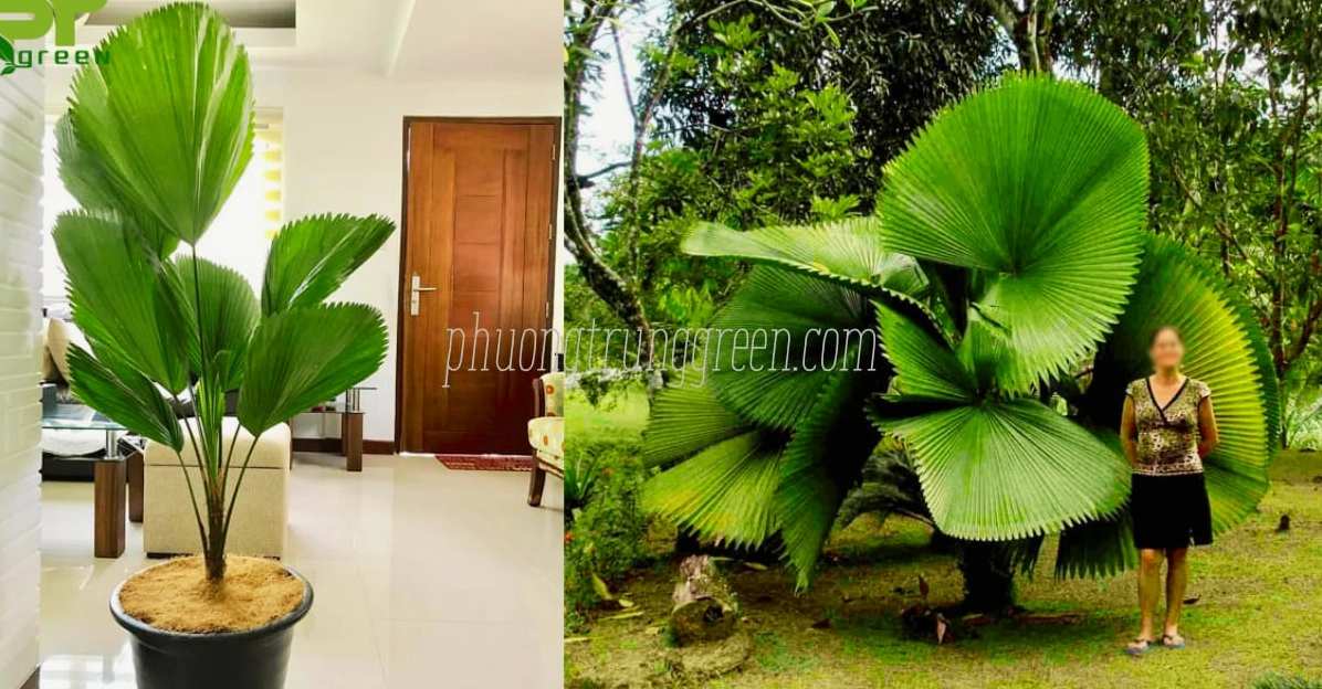 Hình ảnh minh họa tác dụng của Cây Cọ Nhật trong việc làm đẹp cảnh quan và tạo mảng xanh