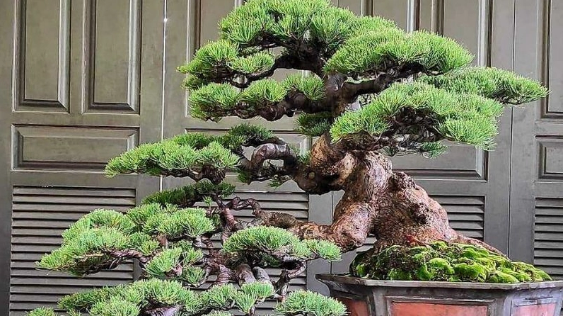 Hình ảnh minh họa tác dụng của Cây Phi lao trong đời sống và cảnh quan xanh